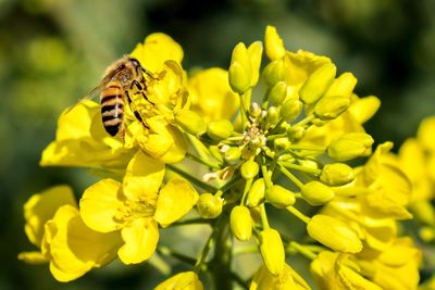 Bee pollinating on yellow flower 