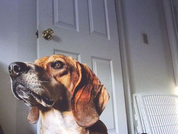 Close-up portrait of dog at home