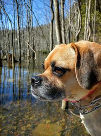 Close-up of dog looking away