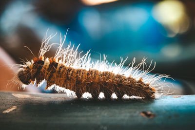 Close-up of caterpillar