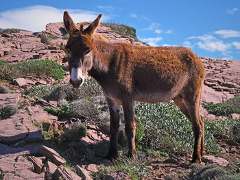 View of a horse on field