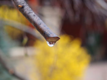 Close-up of wet twig during monsoon