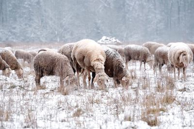 Sheep in winter