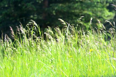 Close-up of grass growing on field