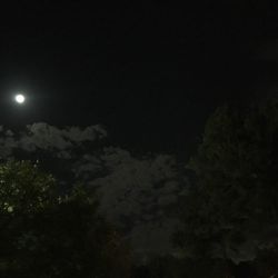 Low angle view of illuminated trees against sky at night