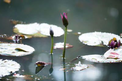 Close-up of water lily blooming in pond