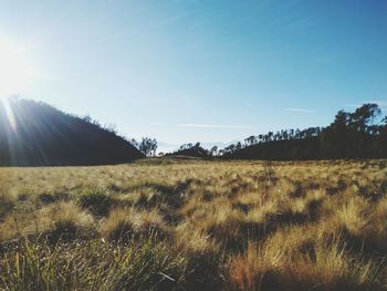 Scenic view of field against bright sun