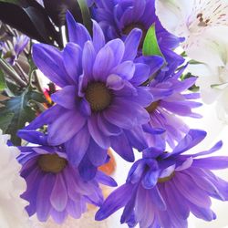 Close-up of purple flowers blooming outdoors