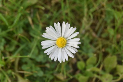 Close-up of white daisy flower