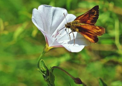 Butterfly on leaf