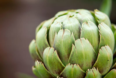 Close-up of vegetables