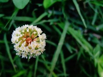 Close-up of white flowers