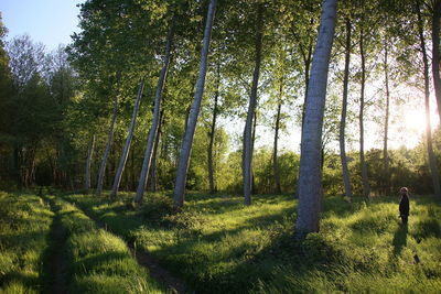 Trees growing in field