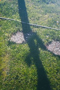 Shadow of tree on grass