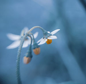 Close-up of a flower