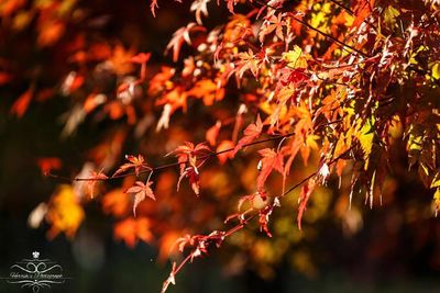 Close-up of maple tree during autumn