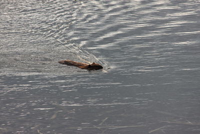 High angle view of duck swimming in sea