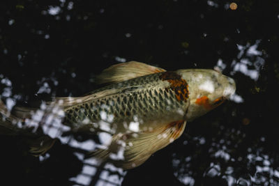 Close-up of fish swimming in aquarium