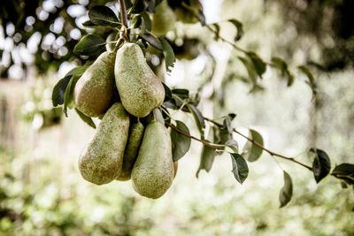 Close-up of fruits hanging on tree