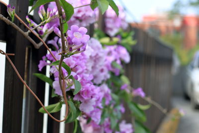 Close-up of pink flowering plant