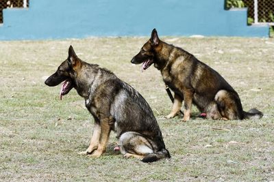 Portrait of german shepherd k-9