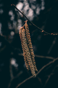 Close-up of dry leaves on twig