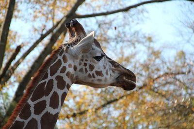 Close-up of giraffe