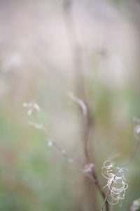 Close-up of plant growing on field