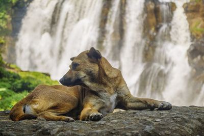 View of a dog on rock