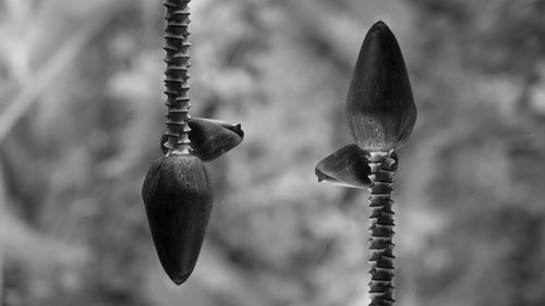 Close-up of plant