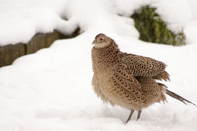 Pheasant standing on snow covered field