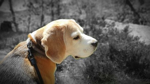 Close-up of dog looking away