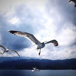 Seagulls flying over sea against sky