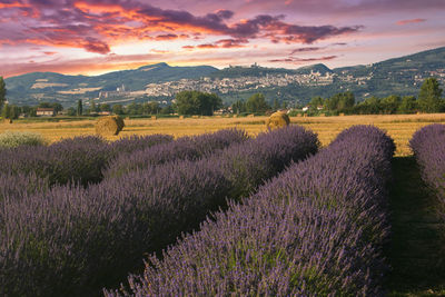 Scenic view of field against sky during sunset