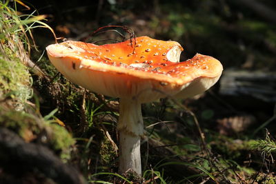 Close-up of mushroom growing on land