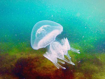 Close-up of jellyfish in sea