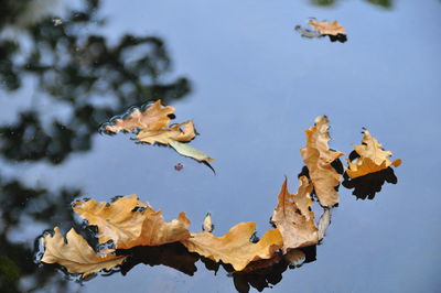Autumn leaves in a lake