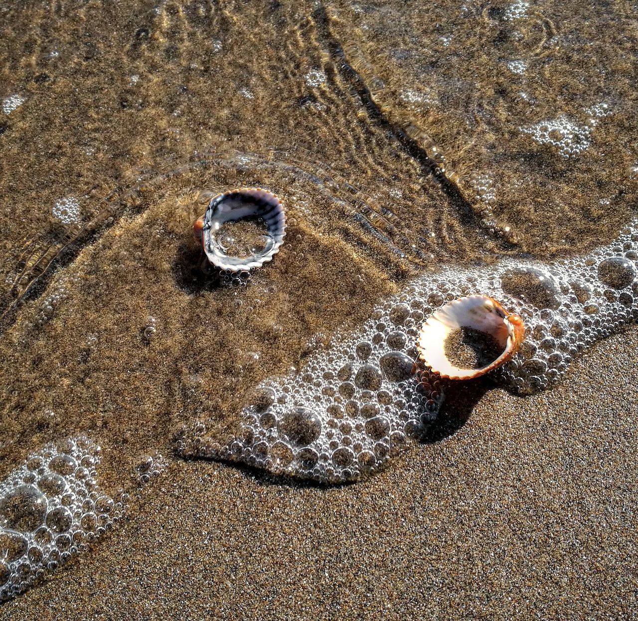 full frame, sand, high angle view, textured, no people, beach, outdoors, nature, close-up, backgrounds, animal themes, day, water, track - imprint, paw print, sea life