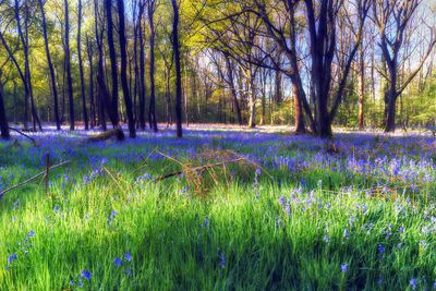 Purple flowers growing in field