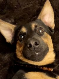 Close-up portrait of a dog