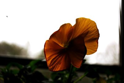 Close-up of flower blooming against sky