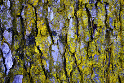 Full frame shot of tree trunk