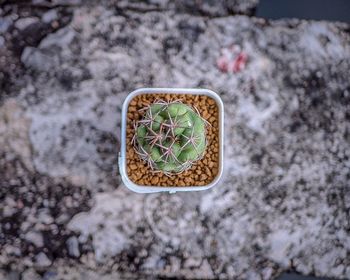 High angle view of succulent plant on land