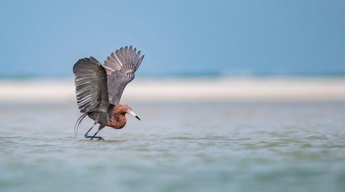Bird flying over sea