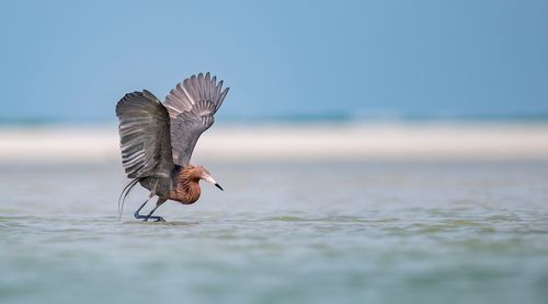 Bird flying over sea