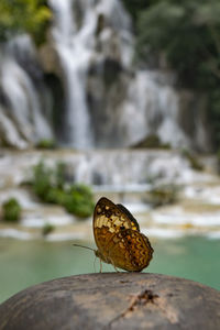 Close-up of butterfly on rock