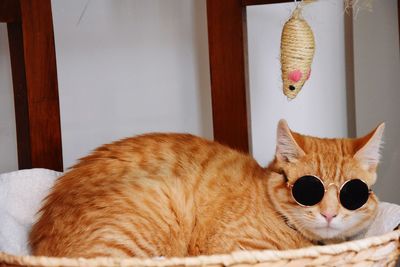 Close-up portrait of a cat