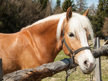 Close-up of horse in ranch