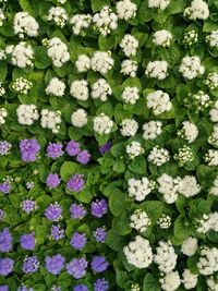 High angle view of white flowering plants