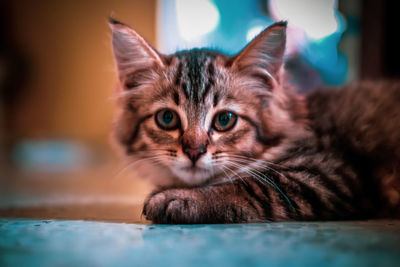 Close-up portrait of tabby cat